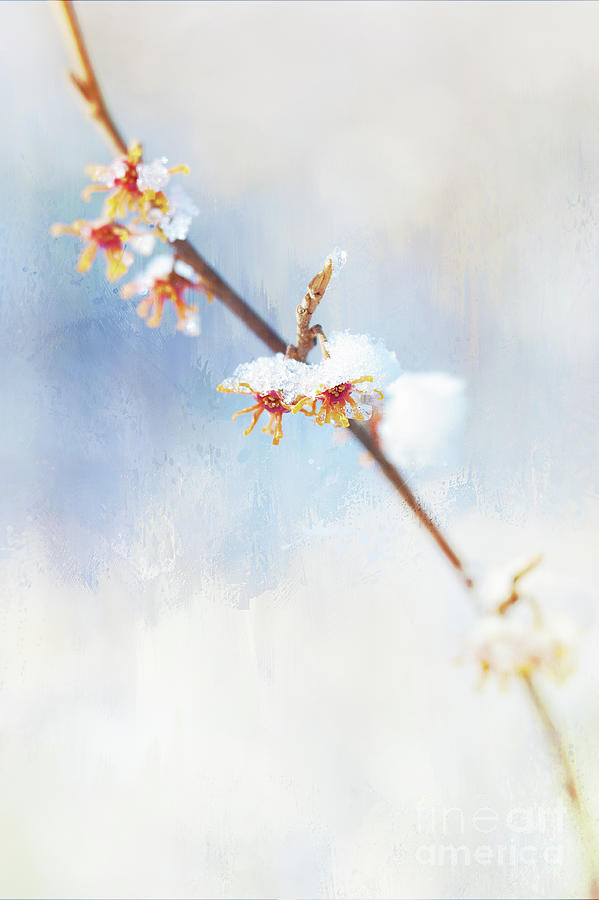Frosted Witch Hazel Blossoms Photograph