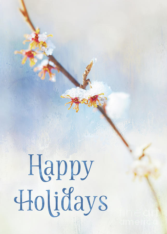 Frosted Witch Hazel Blossoms Holiday Card Photograph by Anita Pollak