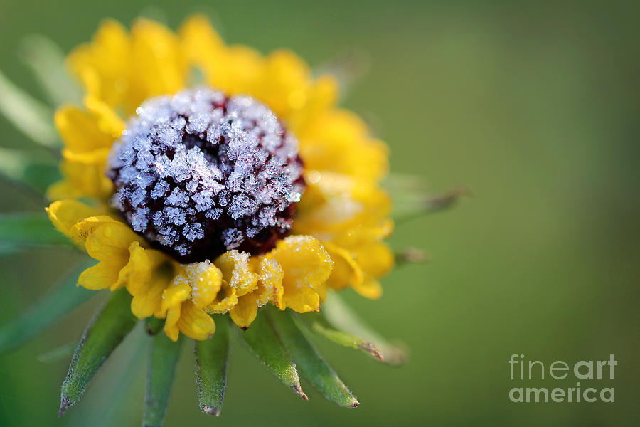 Frosted Yellow Flower Photograph by Karen Adams