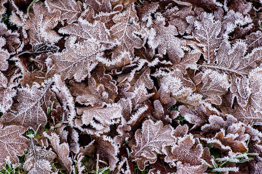 Frostnipped Oakleaves Photograph by Torbjorn Swenelius