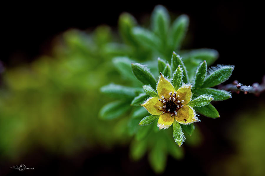 Frostnipped Shrubby Cinquefoil Photograph by Torbjorn Swenelius