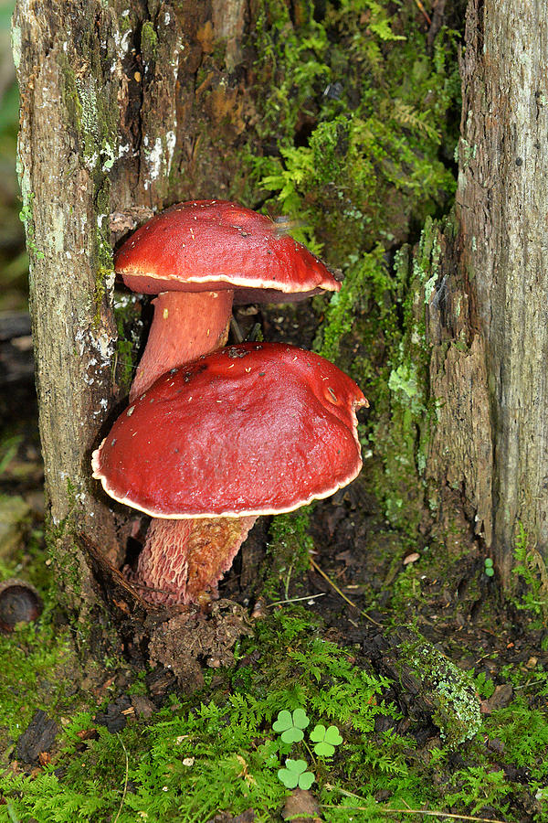 Frosts Bolete Mushroom Photograph by Alan Lenk