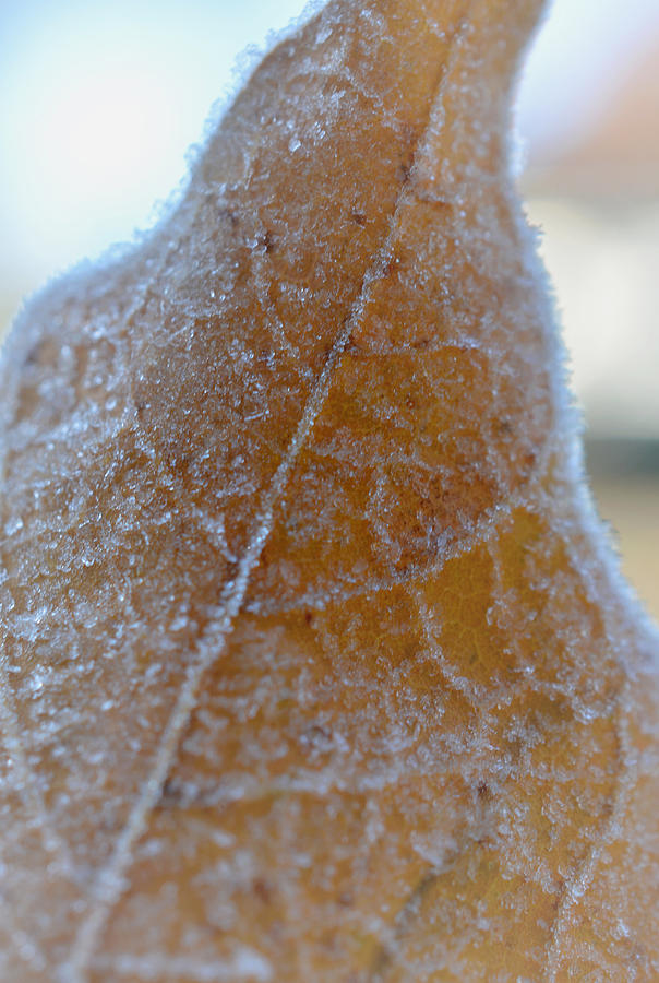 Frostwork - Vertical Photograph by Richard Andrews