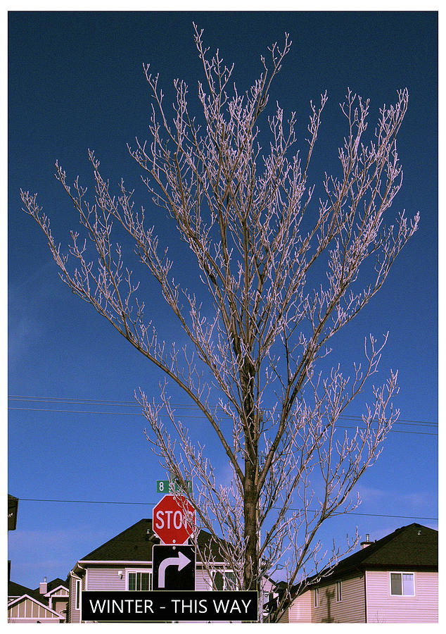 Tree Photograph - FROSTY 3 Winter this way by Elisabeth Dubois