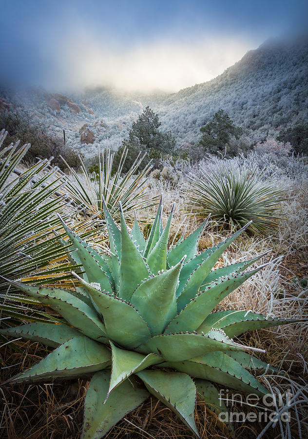 Mountain Photograph - Frosty Agave by Inge Johnsson