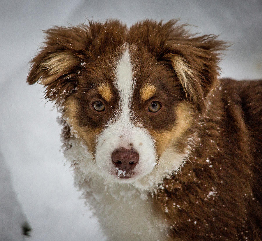 Frosty Aussie Photograph by Penny Miller - Fine Art America