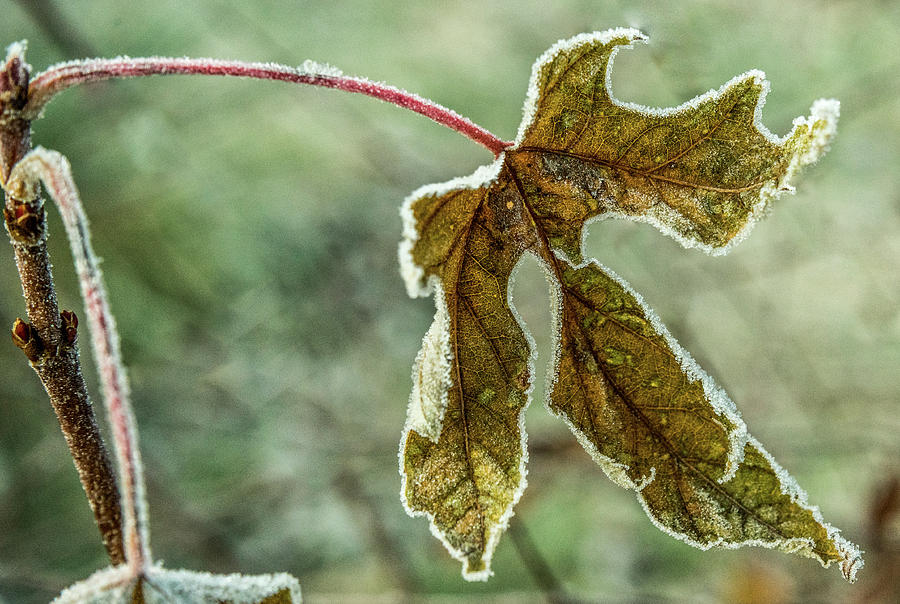 Frosty Autumn Leaf Photograph by Douglas Barnett