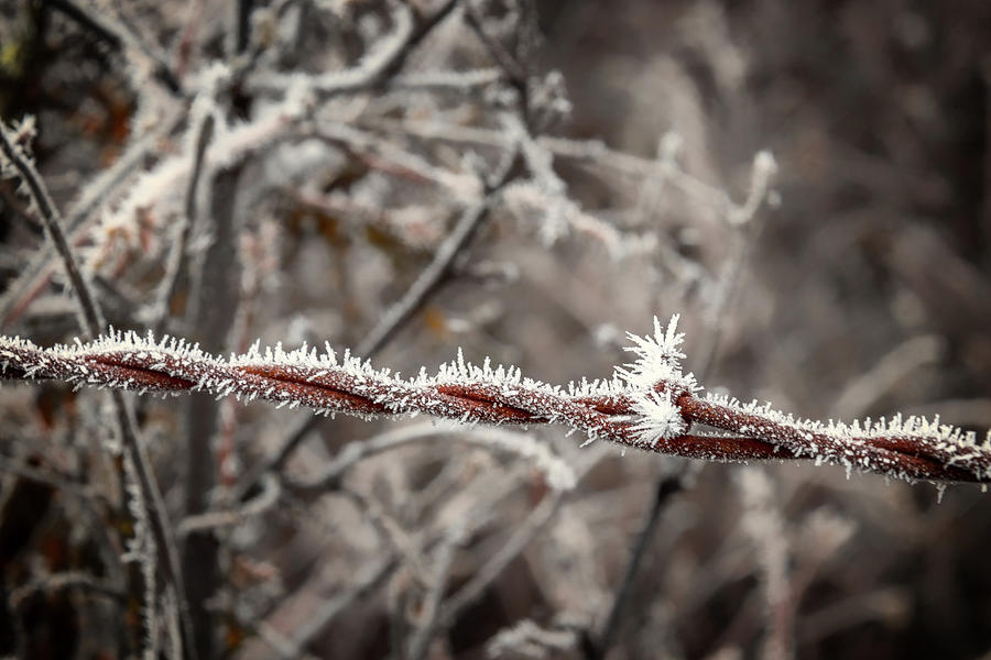 Frosty Barbed Wire Photograph by Marnie Patchett