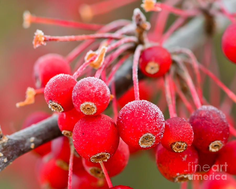 Frosty Berries Photograph by Kerri Farley
