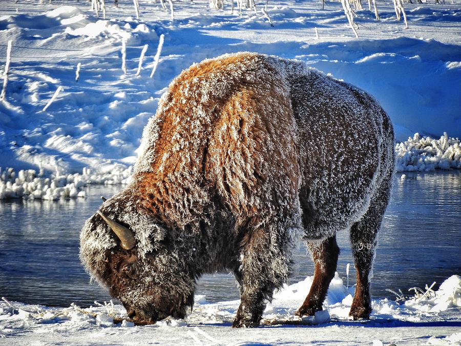Frosty Bison Photograph