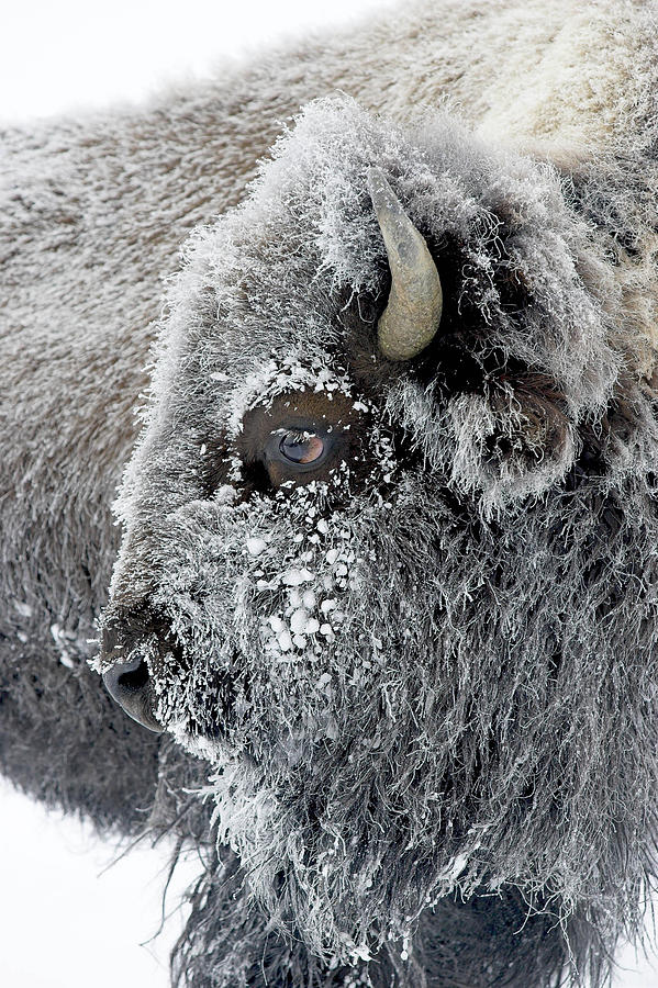 Frosty Bison Photograph by D Robert Franz