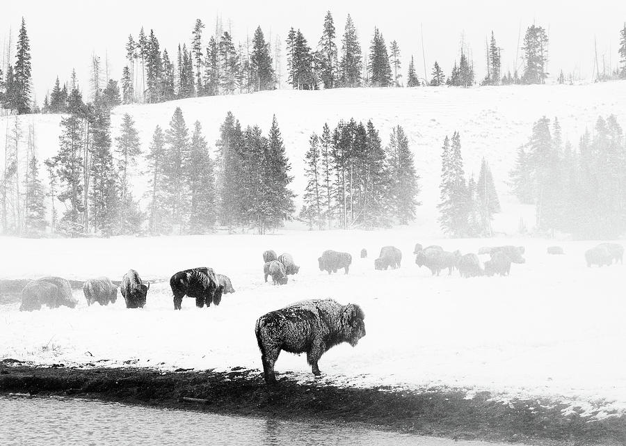 Frosty Bison Herd Photograph by Max Waugh
