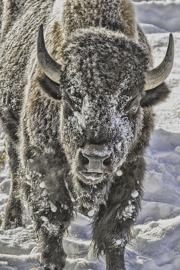 Frosty Bison Photograph by Mark Harrington