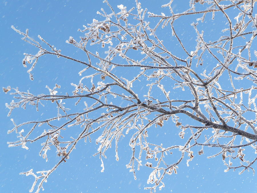 Frosty Branch Photograph by Ruth Kamenev