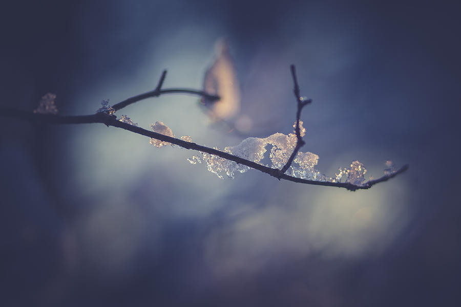 Winter Photograph - Frosty Branch by Shane Holsclaw