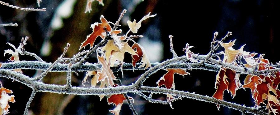 Frosty Branches And Leaves Photograph