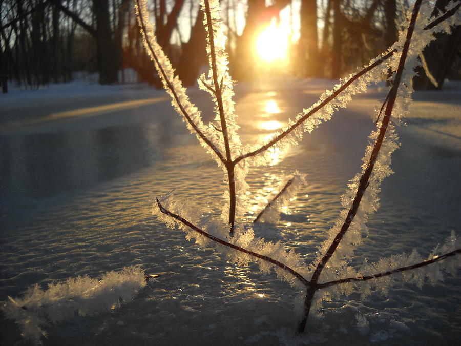 Frosty Branches at Sunrise Photograph by Kent Lorentzen