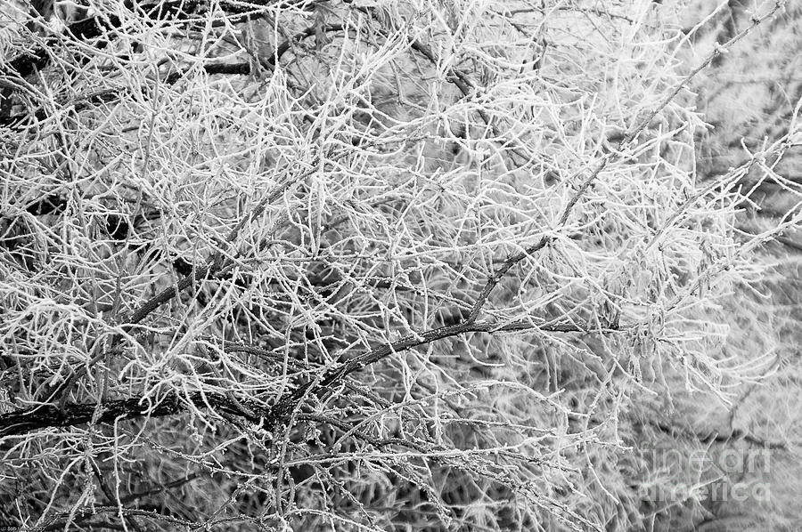 Winter Photograph - Frosty Branches by Bob Mintie