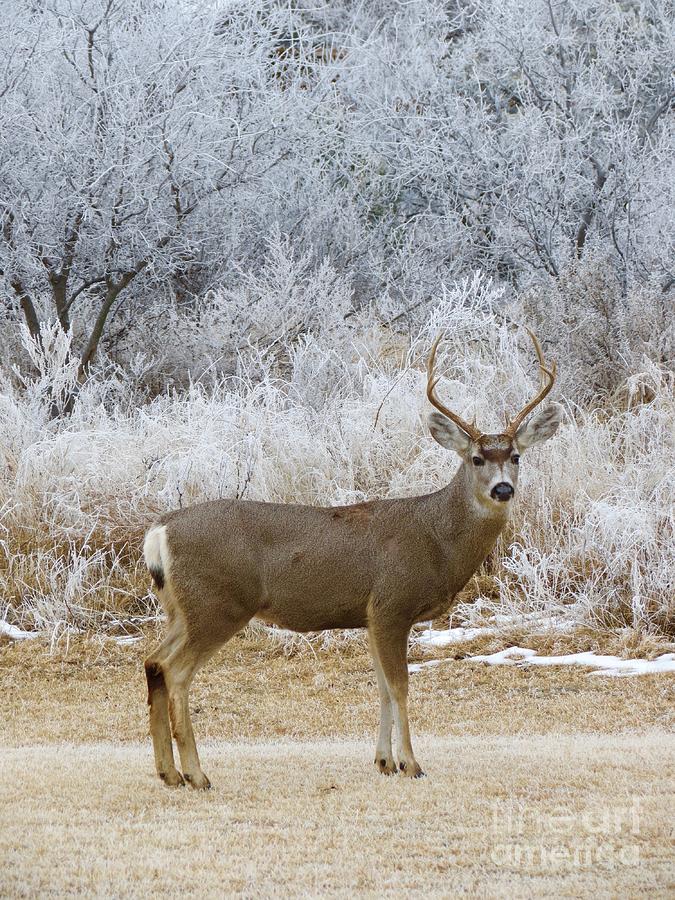 Frosty Buck No.1 Photograph by Aimee Mouw