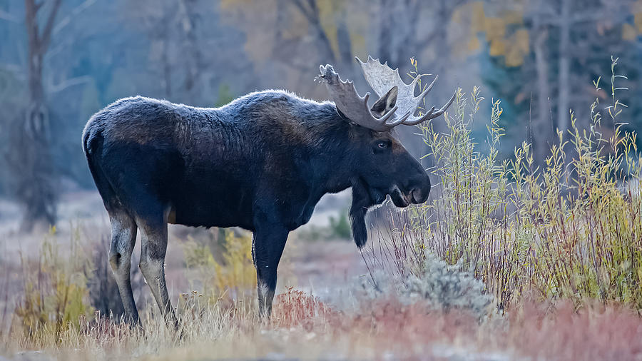 Frosty Bull Moose At Dawn In Grand Teton Np Photograph By Thomas Kanady 