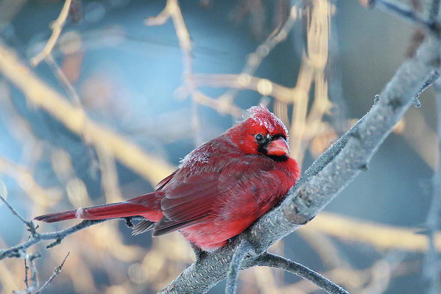 Frosty Cardinal Photograph by Brook Burling