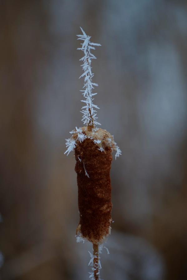 Frosty Cattail Photograph by Tim Beebe