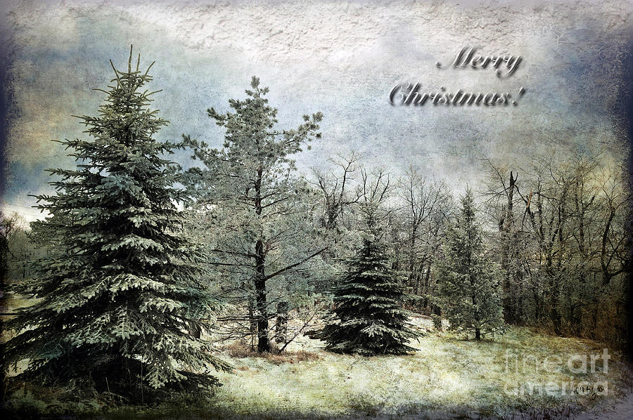 Frosty Christmas Card Photograph by Lois Bryan