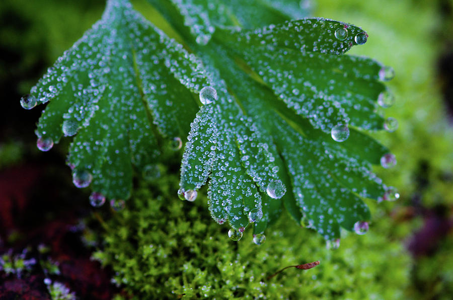 Frosty Dewdrops Photograph by Teresa Herlinger
