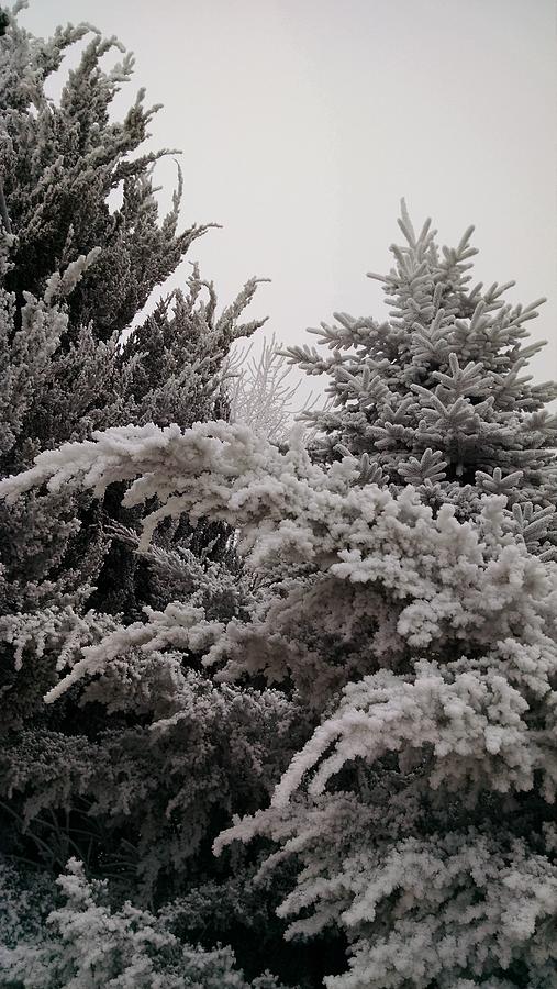 Frosty Evergreens Photograph by Jennifer Forsyth