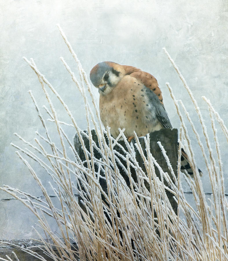Frosty Falcon Photograph by Angie Vogel