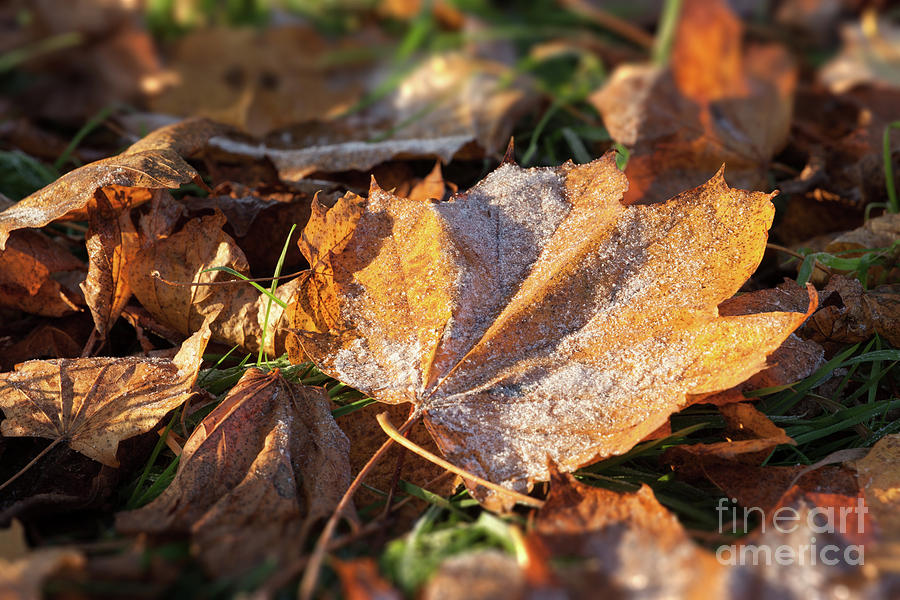 Frosty fallen autumn oak leaf Photograph by Simon Bratt