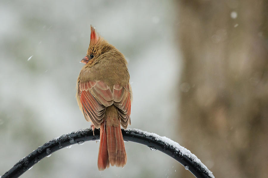 Frosty Female Cardinal Photograph by Joni Eskridge