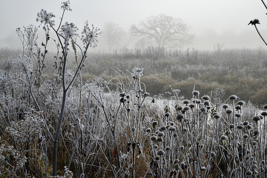 Frosty Foggy Morning in Glacial Park Photograph by Ray Mathis