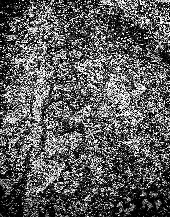 Frosty Footprints Photograph by Bill Wiebesiek