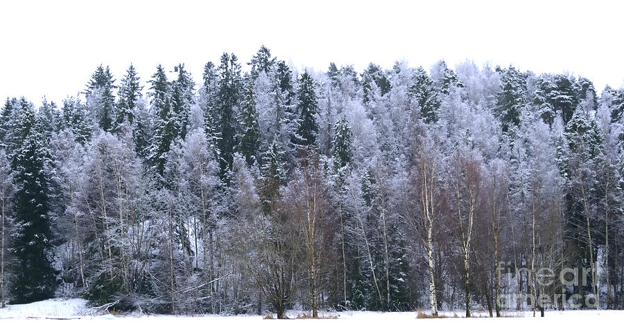Winter Photograph - Frosty forest by Esko Lindell