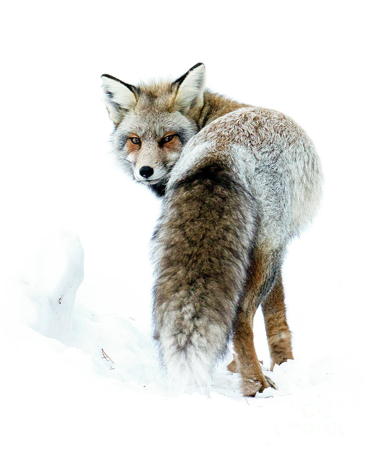Frosty Fox Photograph by Deby Dixon