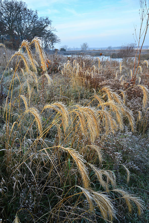 Frosty Foxtails in Glacial Park Photograph by Ray Mathis