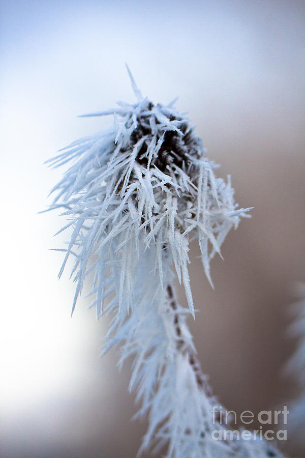 Frosty Garden Photograph by Douglas Kikendall