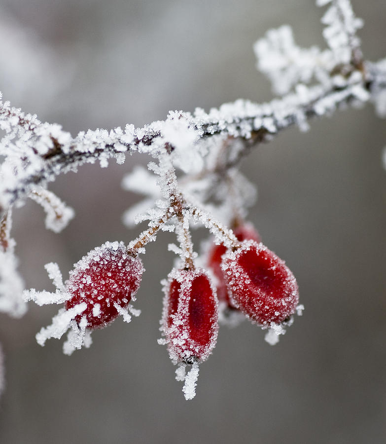 Frosty Garden Photograph by Frank Tschakert