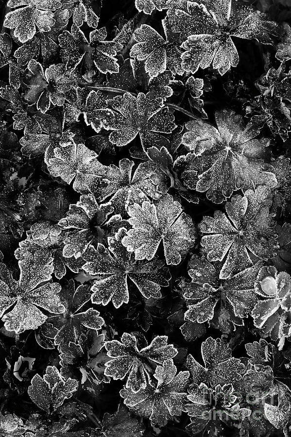Frosty Geranium Leaves Monochrome Photograph by Tim Gainey