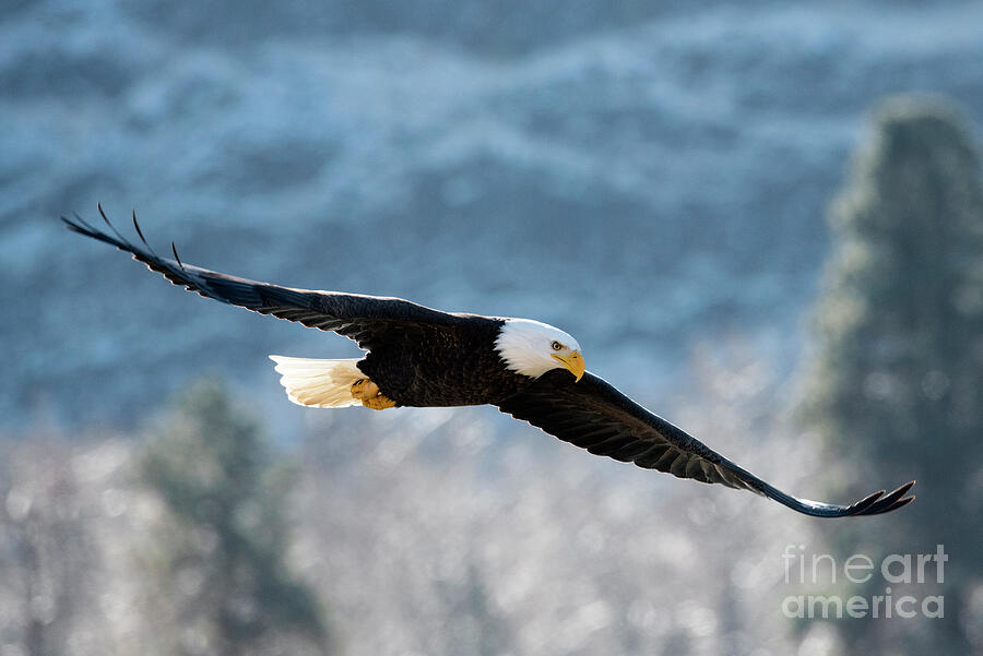 Bald Eagle Photograph - Frosty Glide by Mike Dawson Bald Eagle Photograph - Frosty Glide by Mike Dawson