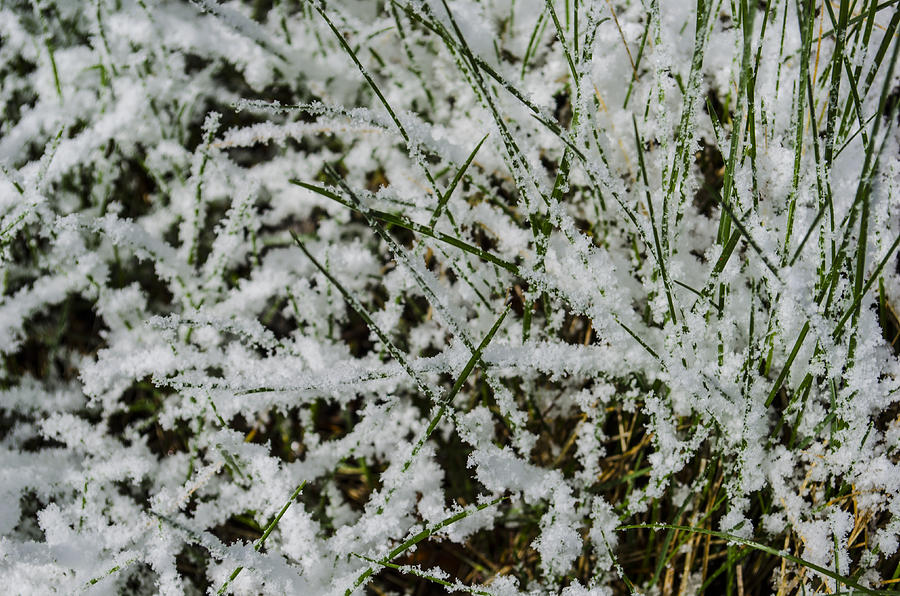 Frosty Grass Photograph by Deborah Smolinske