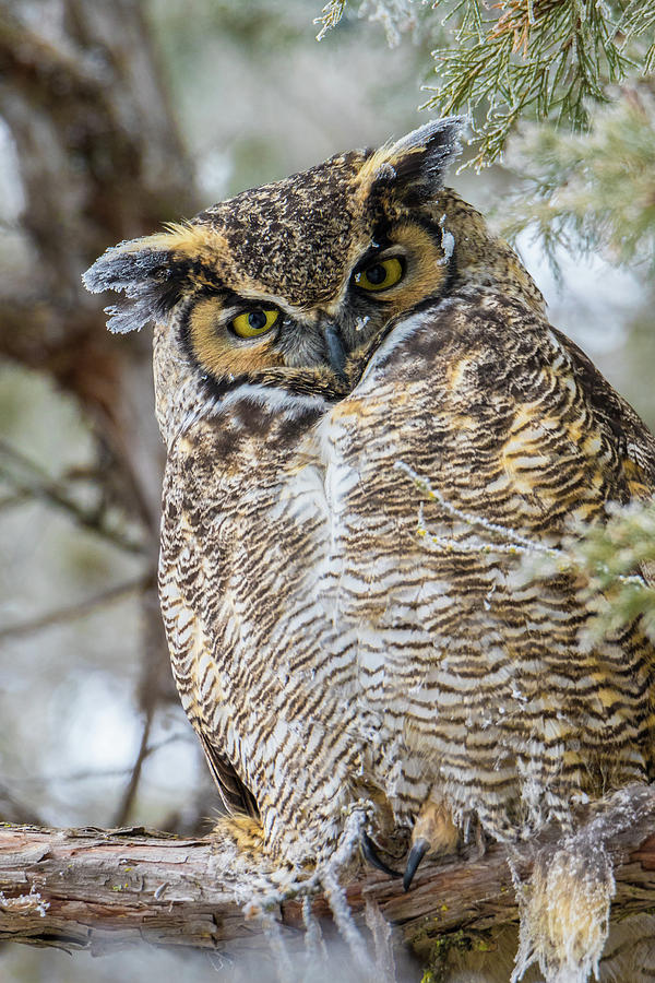 Frosty Great Horned Owl Photograph by Wild Montana Images - Pixels