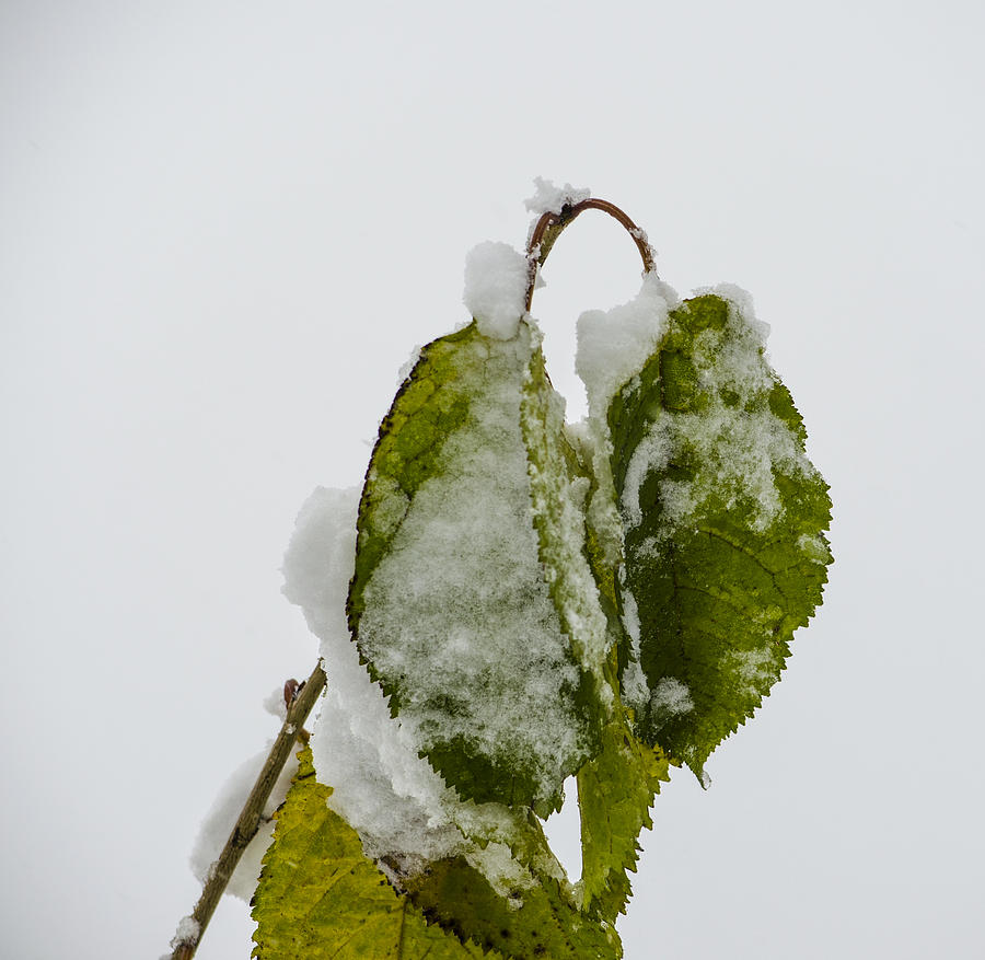 Frosty Green Leaves Photograph by Deborah Smolinske