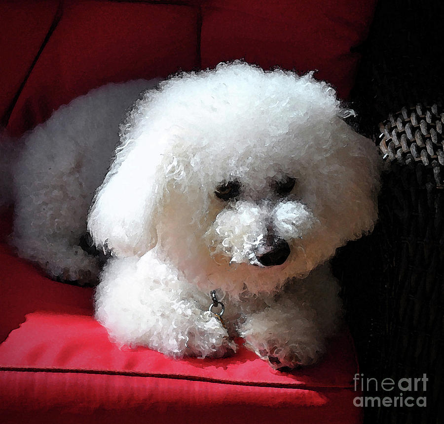 Bichon Frise Painting - Frosty In The Morning Sun by Jost Houk Bichon Frise Painting - Frosty In The Morning Sun by Jost Houk