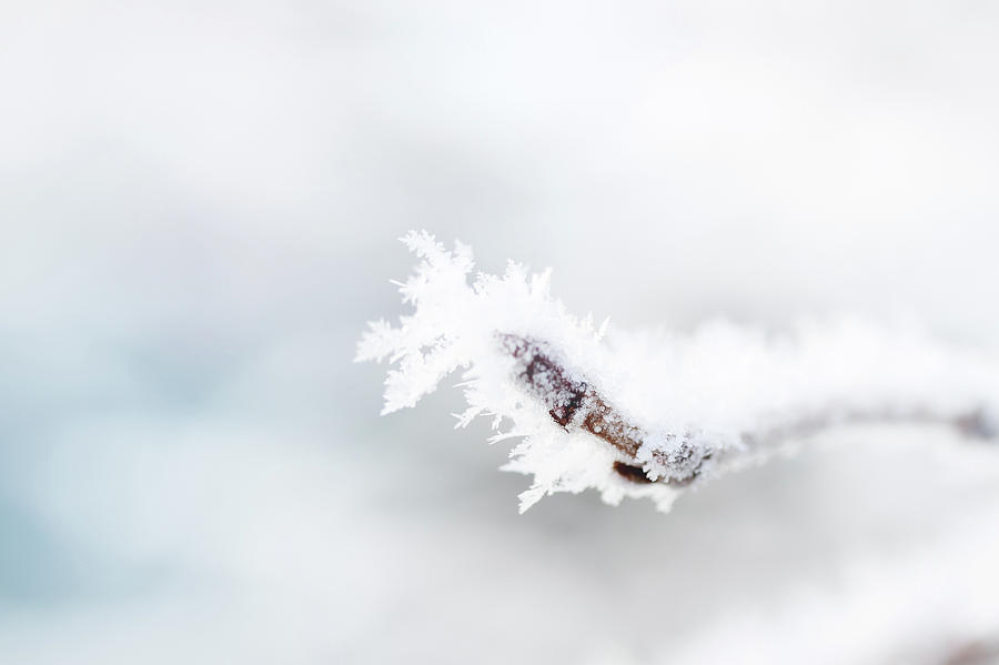 Frosty Iny On A Tree Branch By Iuliia Malivanchuk Photograph