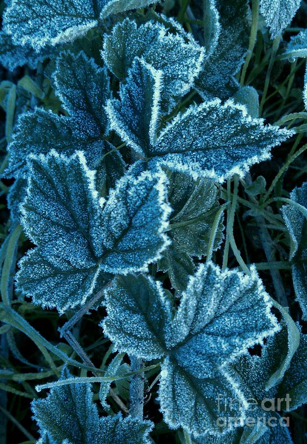 Frosty Ivy Photograph by Garnett  Jaeger