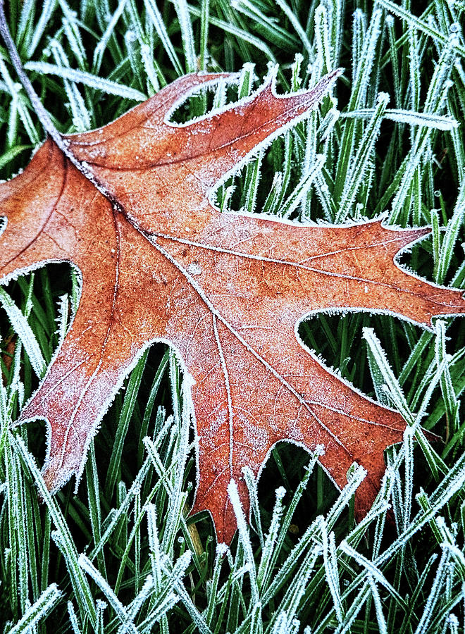 Frosty Leaf Photograph by Carolyn Derstine