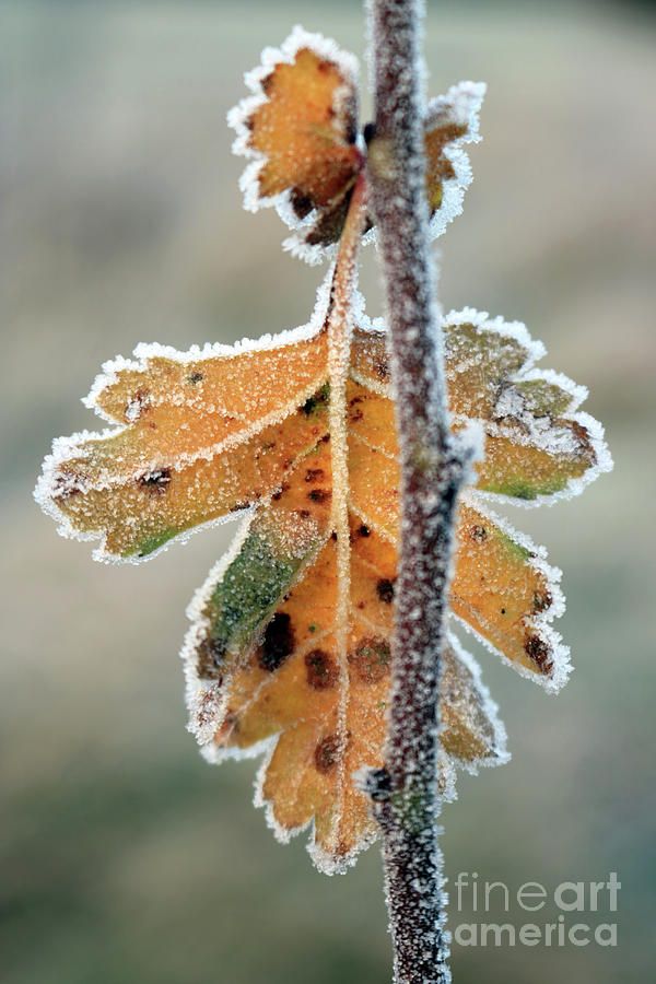Frosty leaf Photograph by Julia Gavin