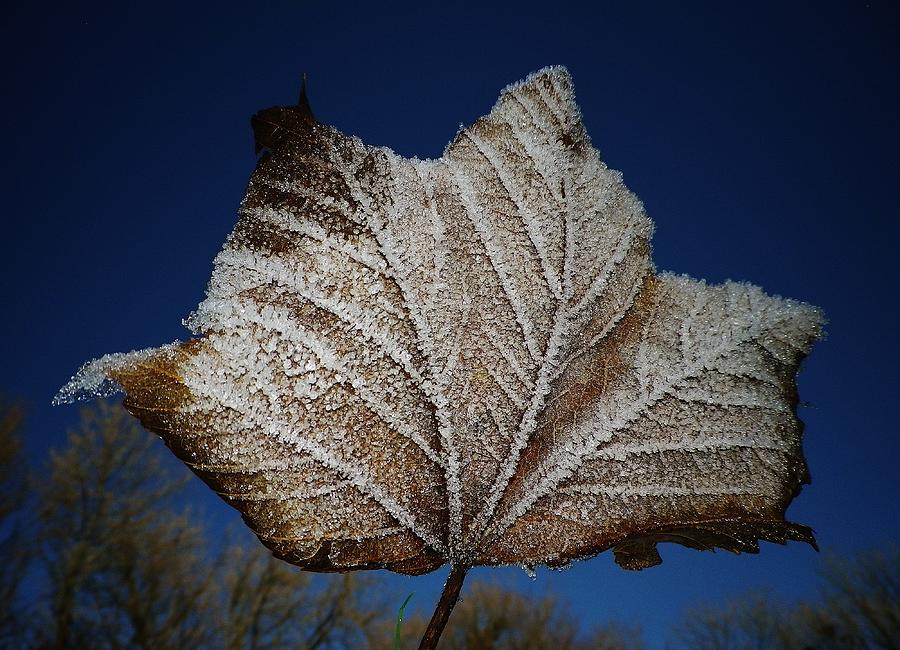 Frosty Leaf Blue Sky Photograph by Richard Brookes